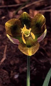 Fritillaria messanensis ssp. gracilis - Fritillaria