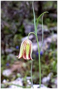 Fritillaria messanensis ssp. messanensis (2) - Fritillaria