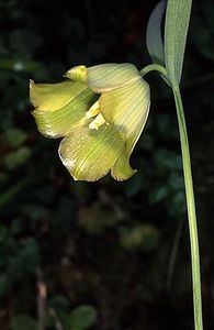 Fritillaria messanensis ssp. messanensis (3) - Fritillaria