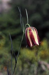 Fritillaria messanensis ssp. messanensis - Fritillaria