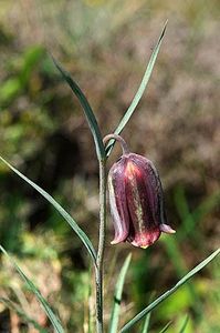 Fritillaria messanensis ssp. sphaciotica (2) - Fritillaria