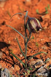 Fritillaria messanensis ssp. sphaciotica - Fritillaria