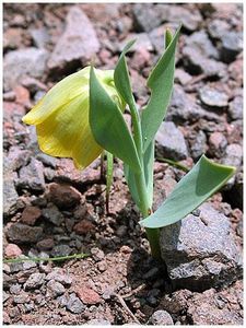 Fritillaria michaelovskyi - Fritillaria