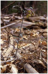 Fritillaria micrantha (2) - Fritillaria