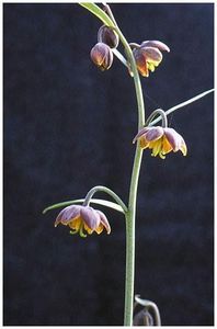 Fritillaria micrantha - Fritillaria