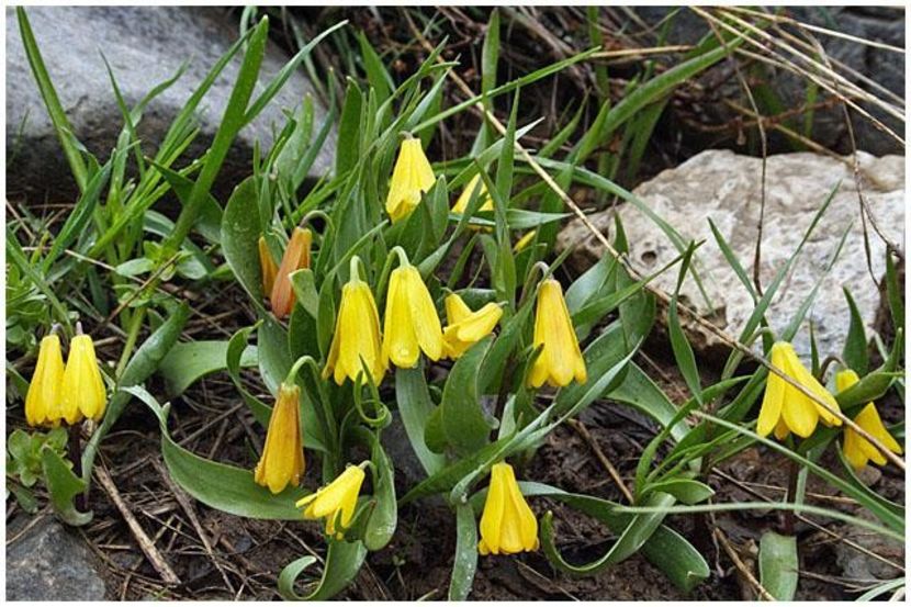 Fritillaria minima - Fritillaria