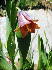 Fritillaria minuta (2) - Fritillaria