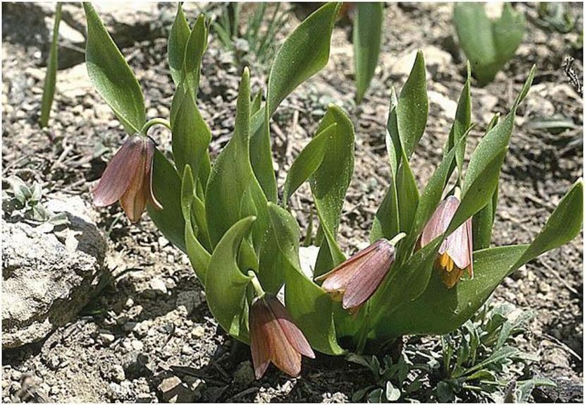 Fritillaria minuta - Fritillaria