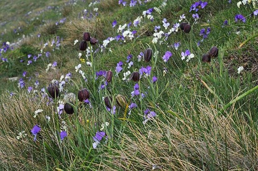 Fritillaria montana (2) - Fritillaria