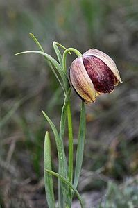 Fritillaria montana (3) - Fritillaria