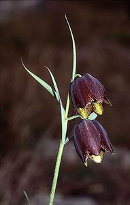 Fritillaria montana - Fritillaria
