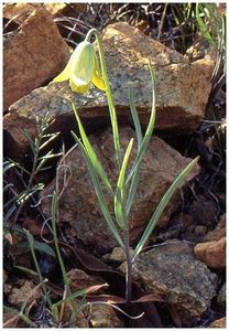 Fritillaria mughlae - Fritillaria