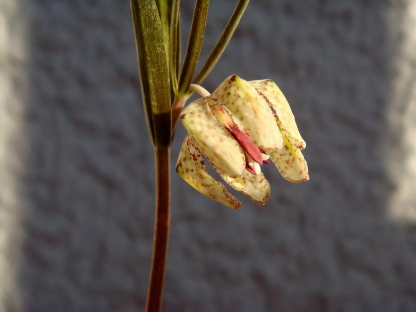 Fritillaria muraiana (2) - Fritillaria