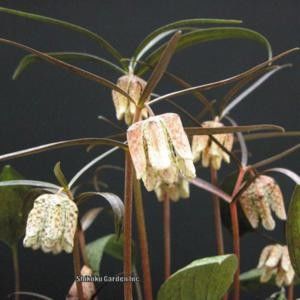 Fritillaria muraiana - Fritillaria