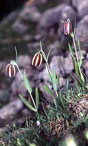Fritillaria mutabilis (2) - Fritillaria