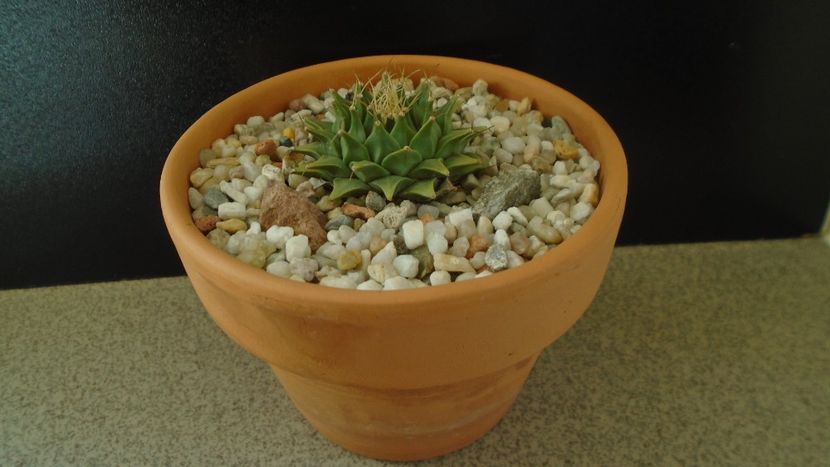 Gen monotip: Obregonia denegrii - Cactusi 2019 final - catalogare 1