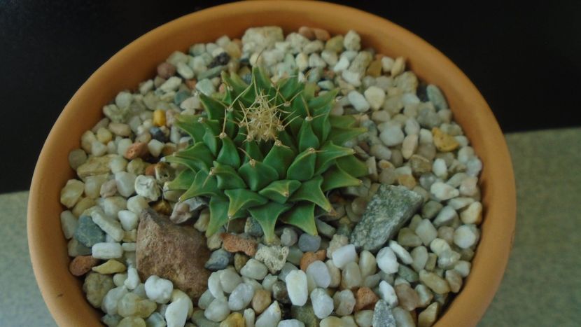 Gen monotip: Obregonia denegrii - Cactusi 2019 final - catalogare 1