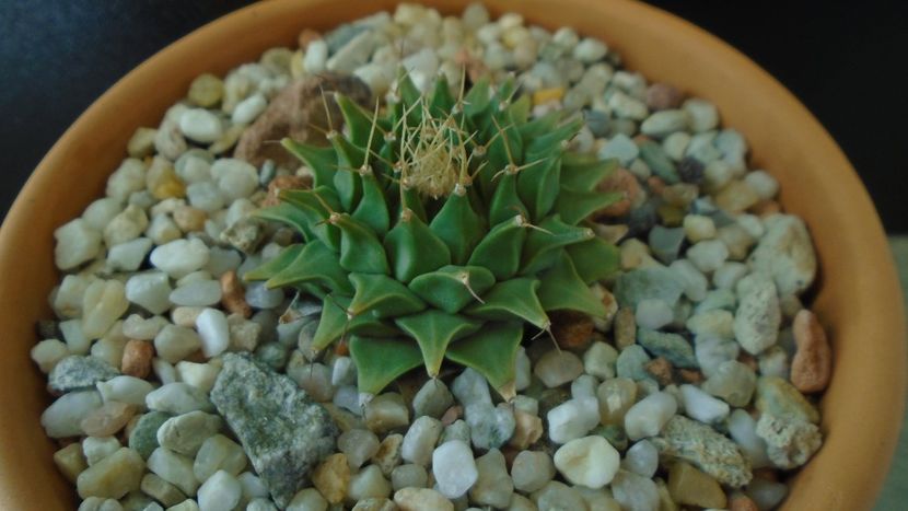 Gen monotip: Obregonia denegrii - Cactusi 2019 final - catalogare 1