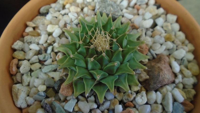 Gen monotip: Obregonia denegrii - Cactusi 2019 final - catalogare 1