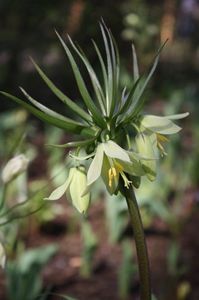 Fritillaria imperialis  - Fritillaria