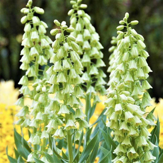 Fritillaria persica Alba (2) - Fritillaria