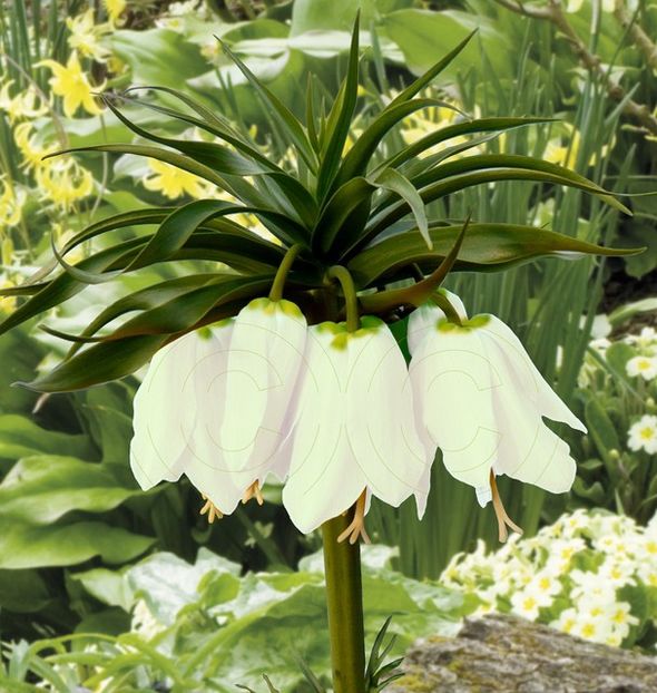 Fritillaria raddeana Early Romance - Fritillaria