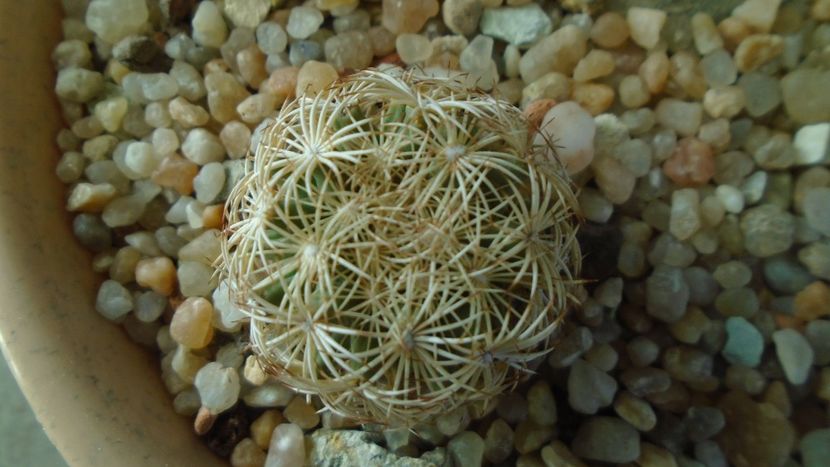 Coryphantha echinus, SB377 Val Verde County, TX (-16C) - Cactusi 2020 - catalogare 2