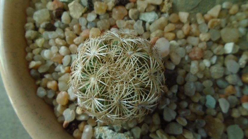 Coryphantha echinus, SB377 Val Verde County, TX (-16C) - Cactusi 2020 - catalogare 2