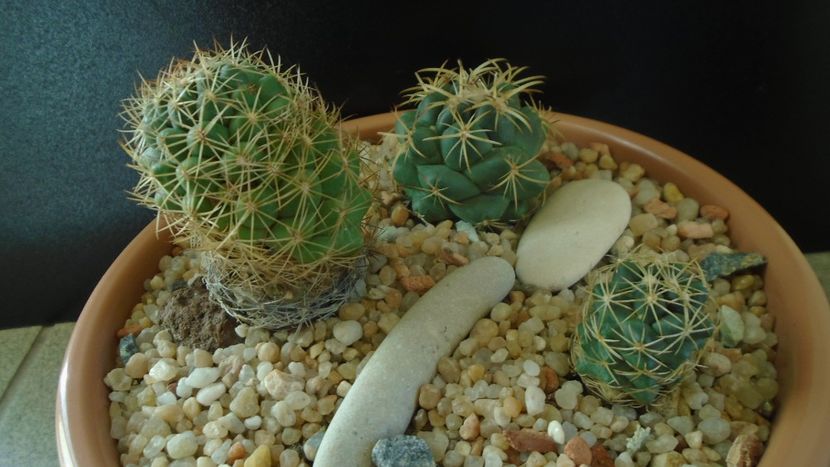 Grup de 3 Coryphantha - Cactusi 2020 - catalogare 2