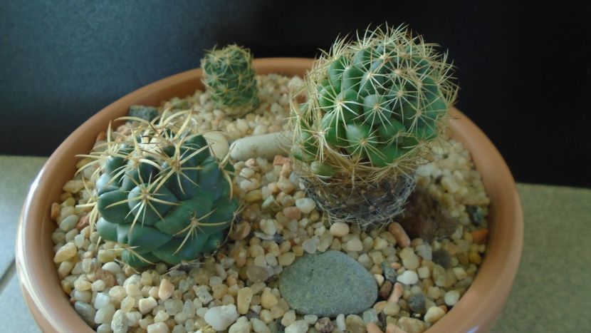 Grup de 3 Coryphantha - Cactusi 2020 - catalogare 2