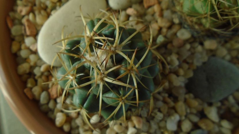 Coryphantha maiz-tablasensis (-4C) - Cactusi 2020 - catalogare 2