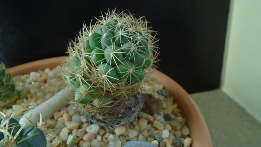 Coryphantha delaetiana - Cactusi 2020 - catalogare 2