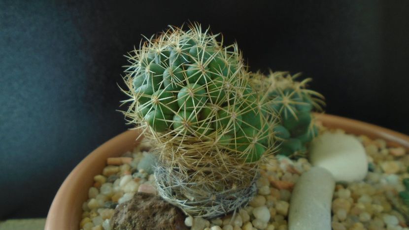 Coryphantha delaetiana - Cactusi 2020 - catalogare 2