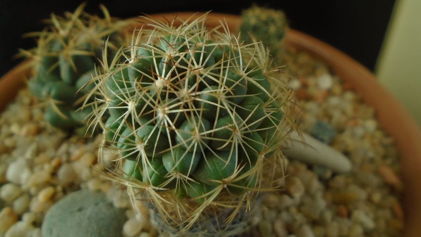 Coryphantha delaetiana - Cactusi 2020 - catalogare 2