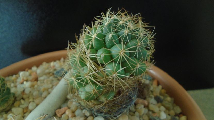 Coryphantha delaetiana - Cactusi 2020 - catalogare 2