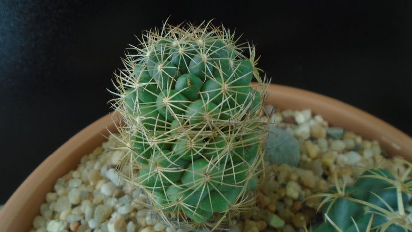 Coryphantha delaetiana - Cactusi 2020 - catalogare 2