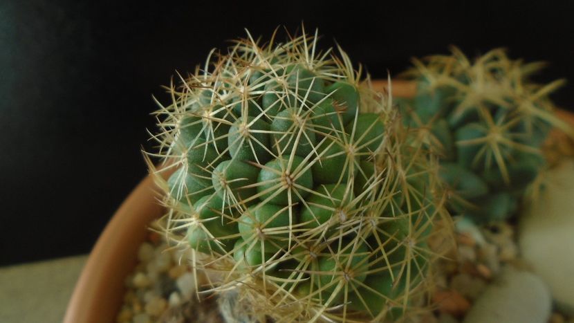 Coryphantha delaetiana - Cactusi 2020 - catalogare 2