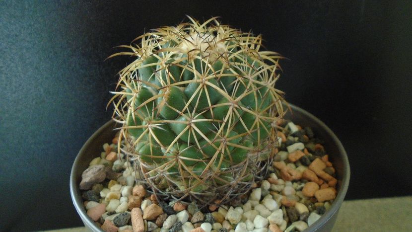 Coryphantha elephantidens ssp. sulcolanata - Cactusi 2020 - catalogare 2
