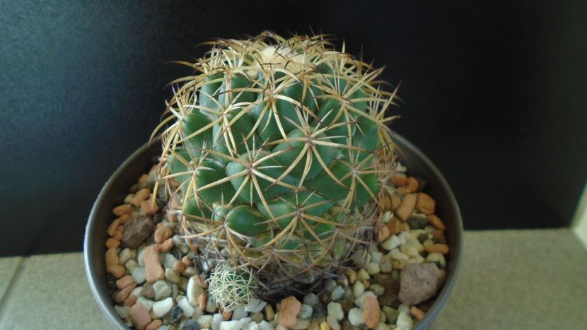 Coryphantha elephantidens ssp. sulcolanata - Cactusi 2020 - catalogare 2
