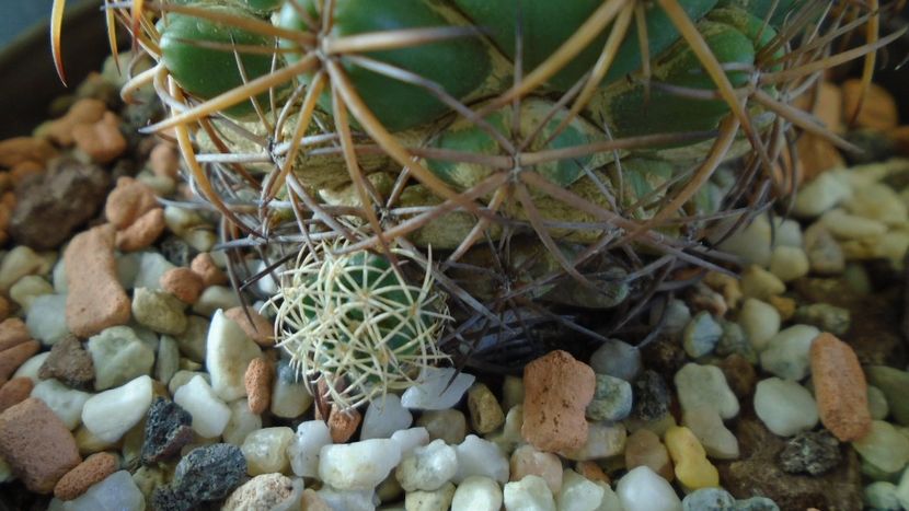 Coryphantha elephantidens ssp. sulcolanata - Cactusi 2020 - catalogare 2