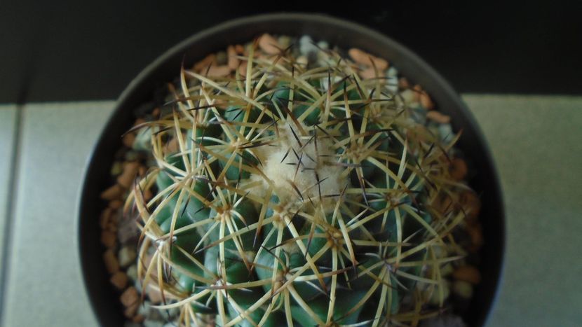 Coryphantha elephantidens ssp. sulcolanata - Cactusi 2020 - catalogare 2