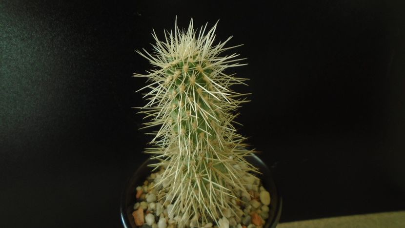 Cylindropuntia bigelovii (Teddybear Cholla) - Cactusi 2020 - catalogare 2
