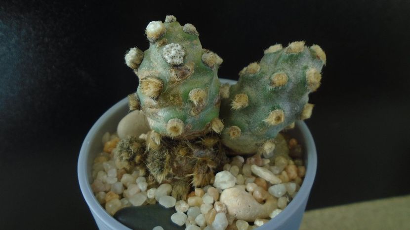 Tephrocactus molinensis (-9C) - Cactusi 2020 - catalogare 2