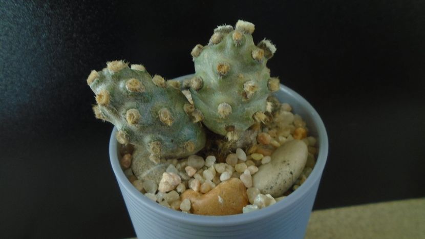 Tephrocactus molinensis (-9C) - Cactusi 2020 - catalogare 2