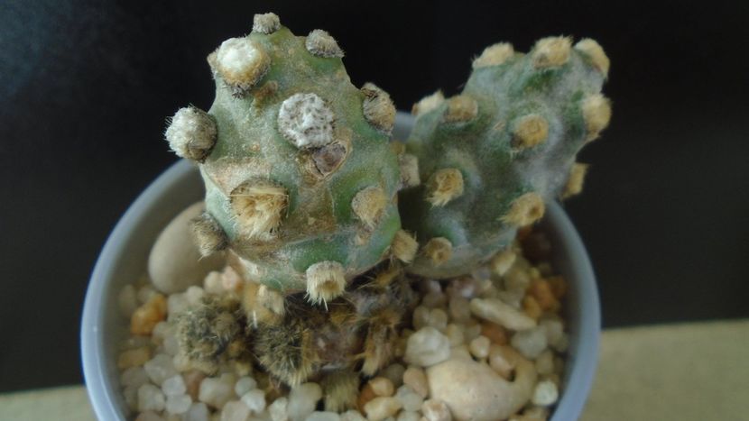Tephrocactus molinensis (-9C) - Cactusi 2020 - catalogare 2
