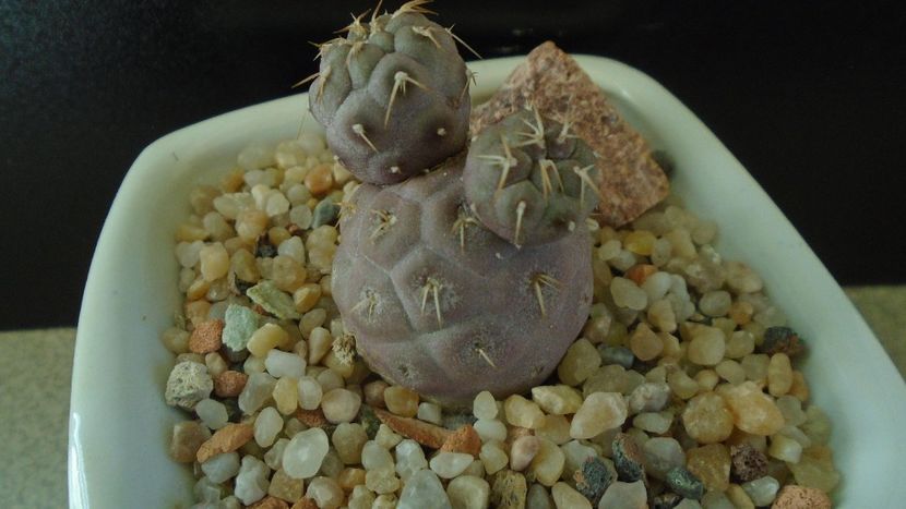 Tephrocactus geometricus (-5C) - Cactusi 2020 - catalogare 2