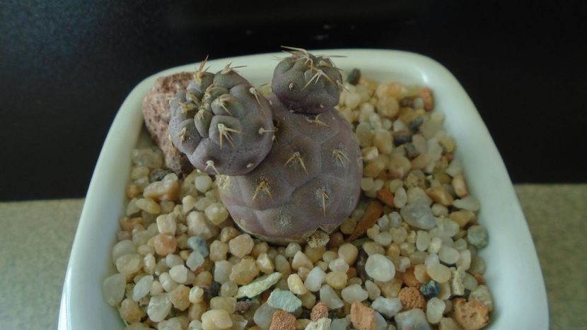 Tephrocactus geometricus (-5C) - Cactusi 2020 - catalogare 2