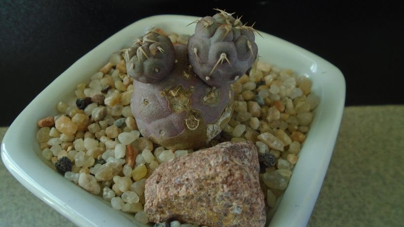 Tephrocactus geometricus (-5C) - Cactusi 2020 - catalogare 2
