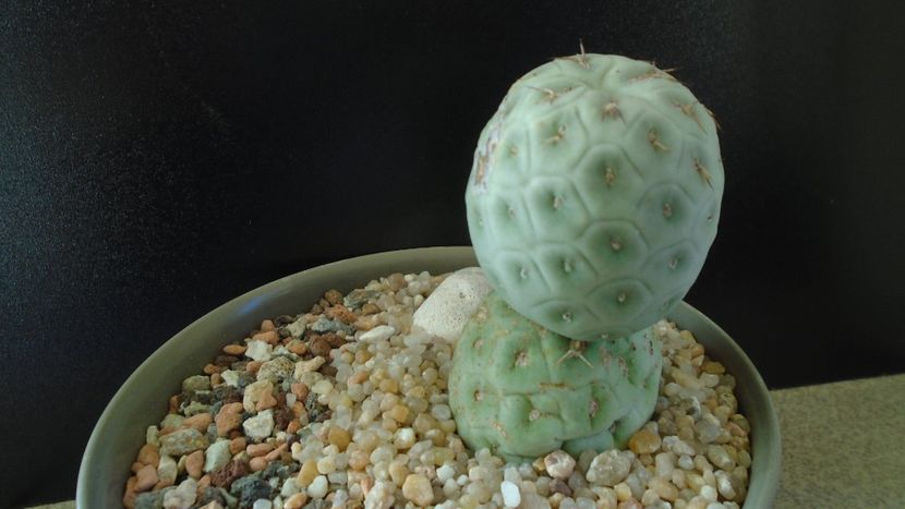 Tephrocactus geometricus f. inermis - Cactusi 2020 - catalogare 2