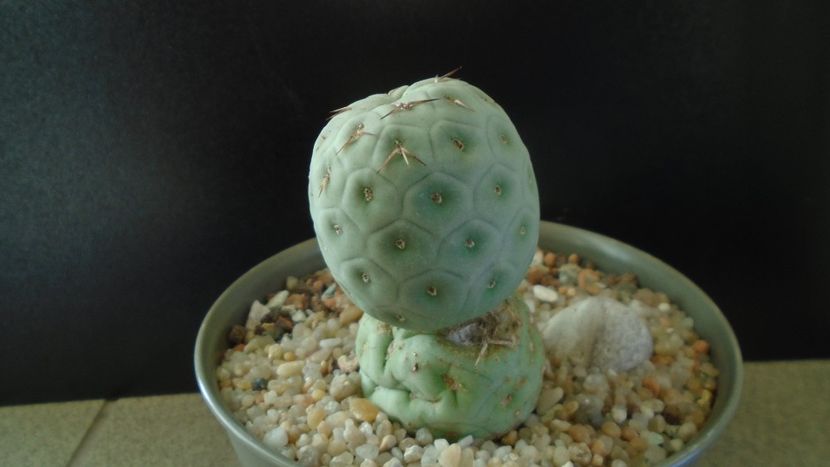 Tephrocactus geometricus f. inermis - Cactusi 2020 - catalogare 2